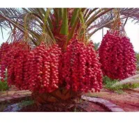 اجاره باغ خرما