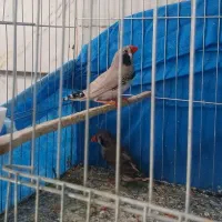 فنچ زبرا لپ سیاه مولد