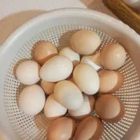 تخم اردک و تخم مرغ و تخم غاز