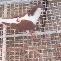 کفتر|پرنده|طبس, |دیوار