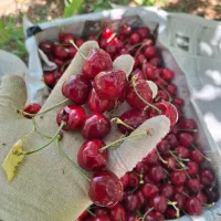 گیلاس درجه یک تکدانه
