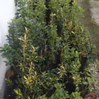 گل وگیاه|گل و گیاه طبیعی|رشت, حومه رشت|دیوار