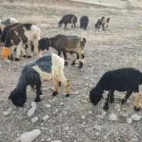 بره ریز