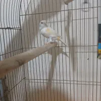 قناری موزایکی