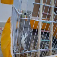 عروس و مینا|پرنده|گلبهار, شهر جدید گلبهار|دیوار