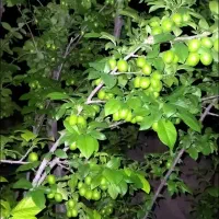 اجاره-باغ