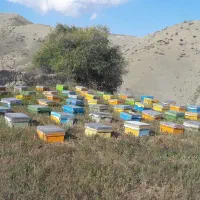 دارویی ، درمانی