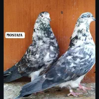کبوتر پرشی