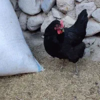 مرغ محلی تخم گذار