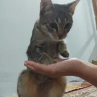 واگذاری گربه امدادی