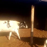 گاو شیری تلیسه شکم اول