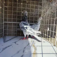کفتر سار سرور آلمانی جفتگاه