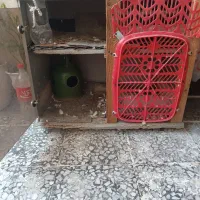 لوازم کبوتر و جفتگاه پرنده|لوازم جانبی حیوانات|لاهیجان, کوی زمانی|دیوار