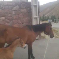 مادیون و کره اسب