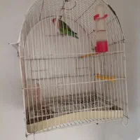 طوطی برزیلی