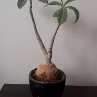 بونسای گل ادنیوم