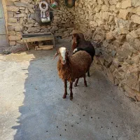 بره نر