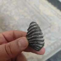 سنگ فسیل
