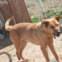 سگ نگهبان و گله