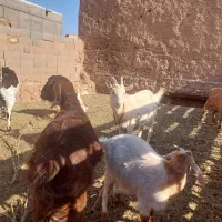 بز فروشی|حیوانات مزرعه|تربت جام, جامرود|دیوار