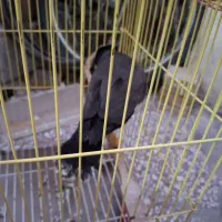 مرغ مینا|پرنده|قم, شهرک امام حسین|دیوار