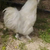 خروس نژاد ابریشمی