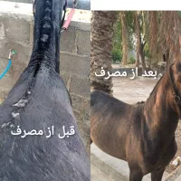 روغن اسب