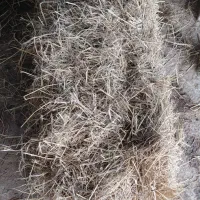 سراچینا کاه برنج امساله|خدمات باغبانی و درختکاری|فومن, |دیوار