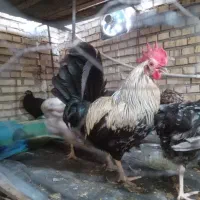مرغ و خروس محلی