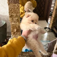 سگ پامر خرسی|سگ|کرج, مصباح|دیوار