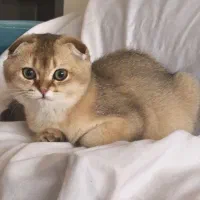 گربه اسکاتیش