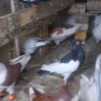 قیمت ۲۰۰۰۰۰|حیوانات|آبادان, |دیوار