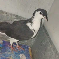کبوتر ساده ماده|پرنده|سراوان, |دیوار