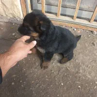 فروش با قیمت مناسب|سگ|نوشهر, |دیوار