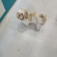 واگذاری سگ شیتزو  مینی