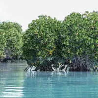 گشت جزیره. اجاره روزانه خودرو.|خدمات حمل و نقل|قشم, |دیوار