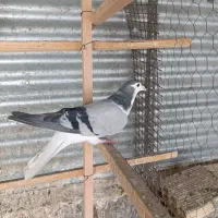 کبوتر گرفدنی