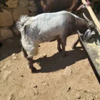 کهره چپش