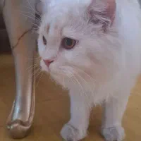 گربه پرشین کلاسیک