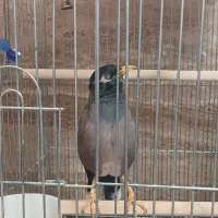 پرنده مرغ مینا