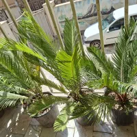 سیکاس یوکا