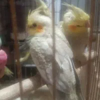 عروس هلندی
