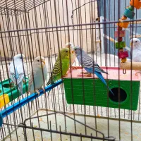 مرغ عشق|پرنده|شیراز, گود عربان|دیوار