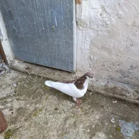 کبوتر چپ سرخ|پرنده|پاکدشت, شهرک انقلاب|دیوار