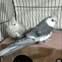 جفت عروس هلندی مولد فقط ۲۷۰۰