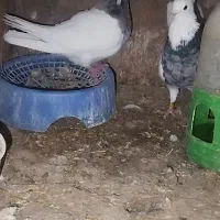 کفتر طوق سور