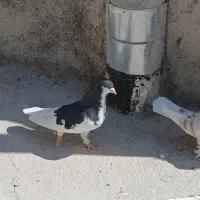 کبوتر|پرنده|شیراز, اکبر آباد|دیوار