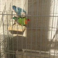 طوطی برزیلی و سره