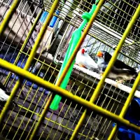 2جفت فنچ مولد