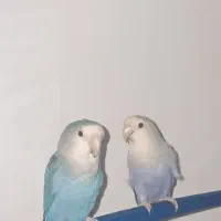 طوطی برزیلی|پرنده|شیراز, کیان آباد|دیوار